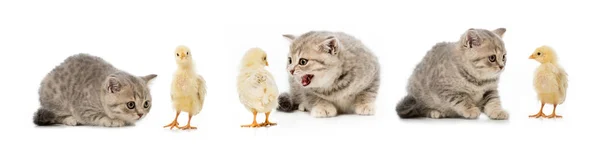 Collage aus Katze und Huhn isoliert auf Weiß — Stockfoto