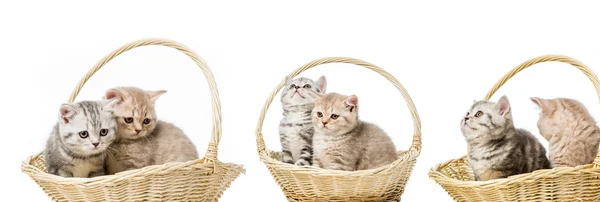 Collage de gatos en cesta aislada sobre blanco - foto de stock