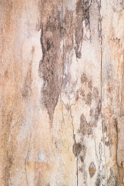 Vertical photo of a living tree texture without bark