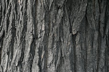 Ağaç kabuğu yakın çekim düşük doygunluk ile kaba açık doku.