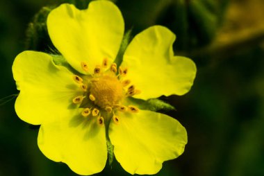 Arka plan bulanık ile sarı bir çiçek bir close-up fotoğraf