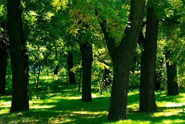 Photo Arbres Herbe Verte Début Automne Europe Est — Photo