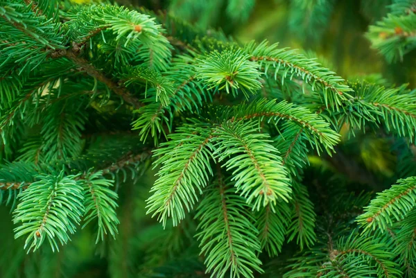 Close Photo Colorful Green Branches Spruce Stock Photo