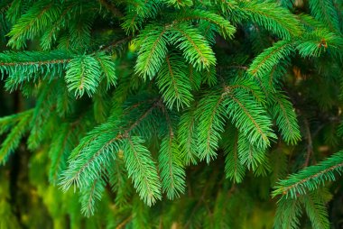  Yakın çekim fotoğraf Ladin yüksek netlik ile renkli yeşil şube 