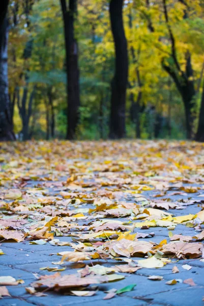 Feuilles Jaunies Tombées Début Automne Sur Fond Troncs Arbres Feuillage — Photo