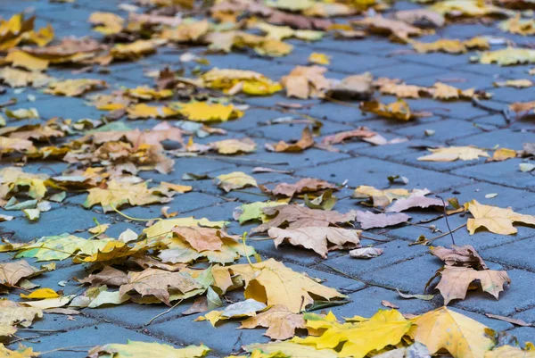 Foglie Cadute Ingiallite All Inizio Dell Autunno Una Piastrella Grigia — Foto Stock