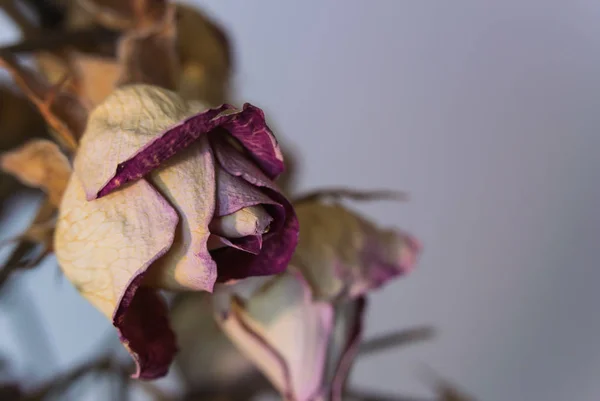 Бутон Сушеных Роз Закрывается Светло Сером Фоне — стоковое фото