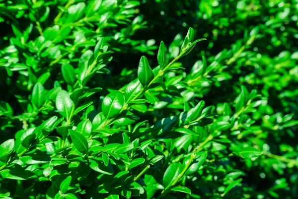 Foto Hojas Verdes Brillantes Saturadas Las Ramas Arbusto Grande Para — Foto de Stock