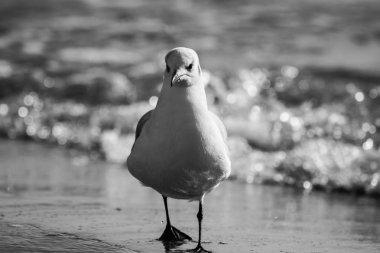 Siyah ve beyaz fotoğraf çerçeve içine bakarak ve ileri hareketli güzel bir martı.
