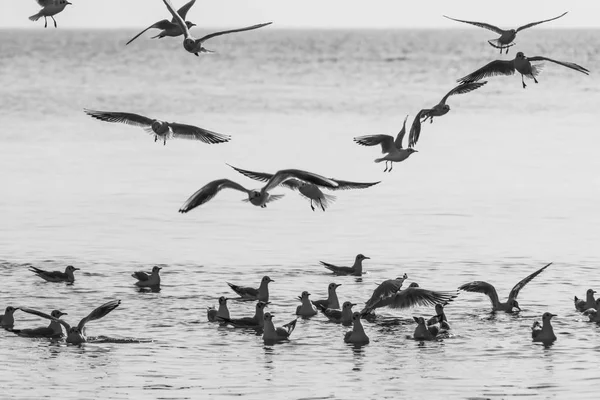 Een Zwart Wit Foto Van Vele Meeuwen Sommige Van Die — Stockfoto