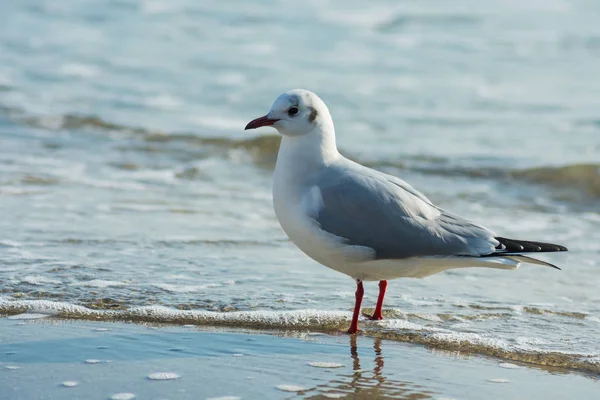 Een Mooie Zeemeeuw Staat Oever Het Zeewater Kijkt Naar Kust — Stockfoto