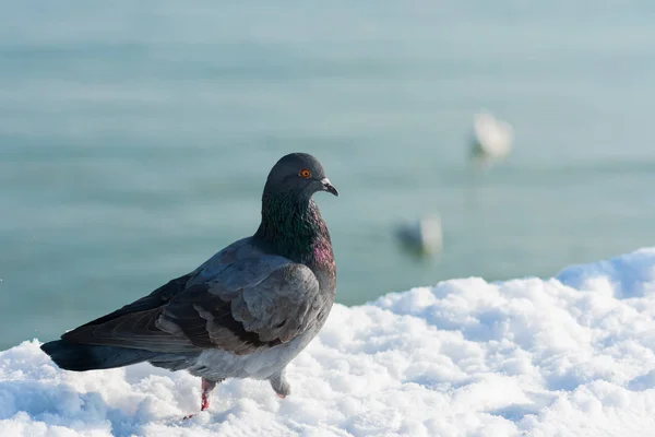 Beautiful Multi Colored Pigeon Walking Snow Covered Pier Water — Stock Photo, Image