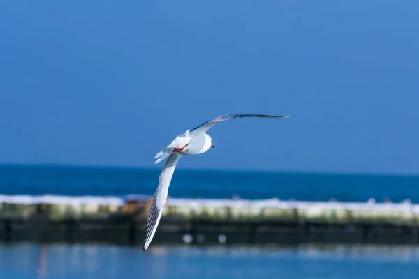 Een Zeemeeuw Vliegen Naar Een Betonnen Pier Vervagen Achtergrond Samen — Stockfoto