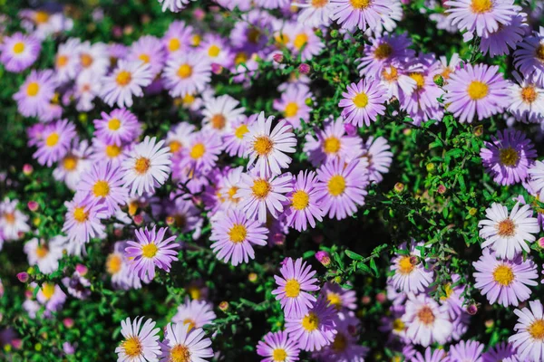 Ett Stort Antal Blommor Upplyst Starkt Solljus Vilka Några Oskärpa — Stockfoto