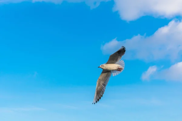 Seagull Flying Blue Sky Small Clouds — Stock Photo, Image