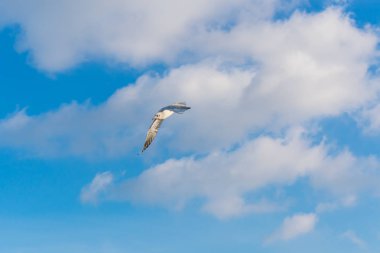 Martı bulutlu bir gökyüzü arka plan aşağı swoops