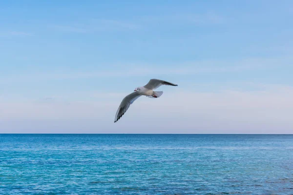 Seagull Vliegen Tegen Achtergrond Van Zee Blauwe Hemel — Stockfoto