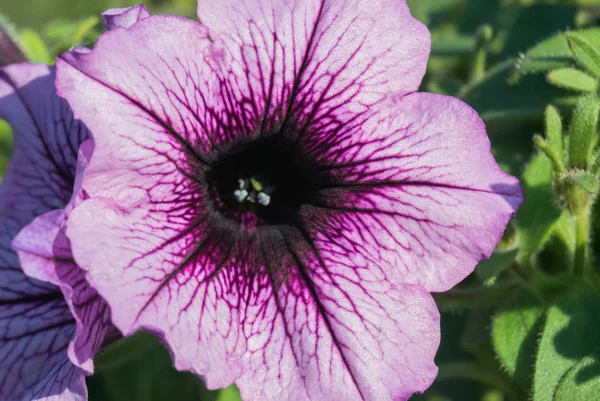 Uma Foto Close Uma Bela Flor Lilás — Fotografia de Stock