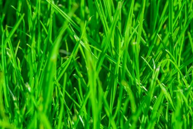 Yeşil çimenlerin bir fotoğrafı, bir kısmı defokus halinde. Arka plan için harika