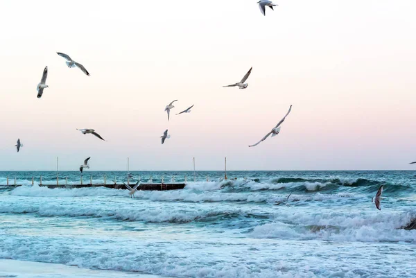 Seagulls Latać Nad Fale Morskie Pobliżu Molo Przeddzień Burzy Wieczorem — Zdjęcie stockowe