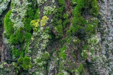  Yeşil ve sarı yosunla kaplı eski bir ağacın kabuğunun bir parçasının fotoğrafı