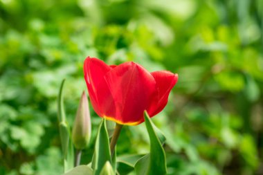 Yandaki güzel kırmızı çiçeğin fotoğrafı, parlak güneş tarafından aydınlatılmış.