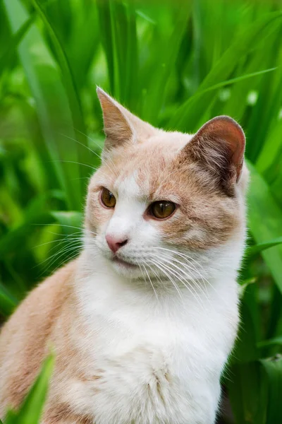 Foto Vertical Belo Gato Rua Amarelo Branco Olhando Para Esquerda — Fotografia de Stock