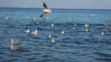 Birçok martı denizde yüzer ve üzerinde uçar.