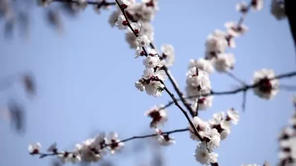 ミツバチが桜の花を受粉させるので除去されます 晴れた日自然 クローズアップ 黒い色の細い枝 きれいな青い空が枝の後ろに見える — ストック動画