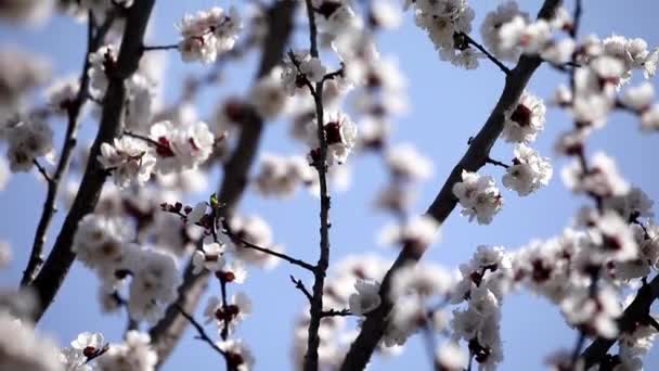 Removido Medida Que Abelha Poliniza Flores Das Árvores Primavera Dia — Vídeo de Stock