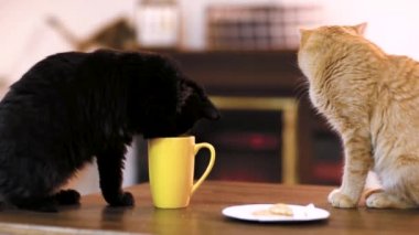 bir fincan çay ve kedi ile ahşap çalışma alanı tablosu boş tablet cihaz. kedi Cafe.