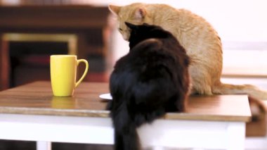 bir fincan çay ve kedi ile ahşap çalışma alanı tablosu boş tablet cihaz. kedi Cafe.