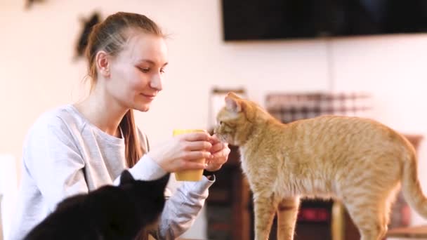 Mädchen im warmen Pullover trinkt Kaffee mit roter Katze auf dem Schoß im Katzencafé. — Stockvideo