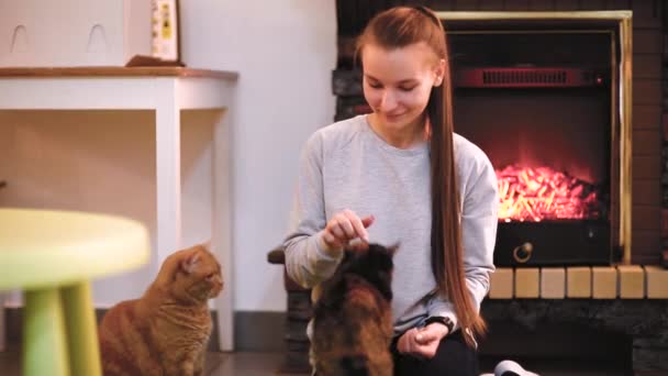 Γυναίκα με χαριτωμένο γάτα αναπαύεται κοντά στο τζάκι. πολλές γάτες. μία γυναίκα νεαρή κοπέλα γάτα — Αρχείο Βίντεο