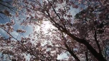 Sakura veya cherry blossom Japon bahar çiçek Sakura pembe kiraz çiçek kadar kapatın.