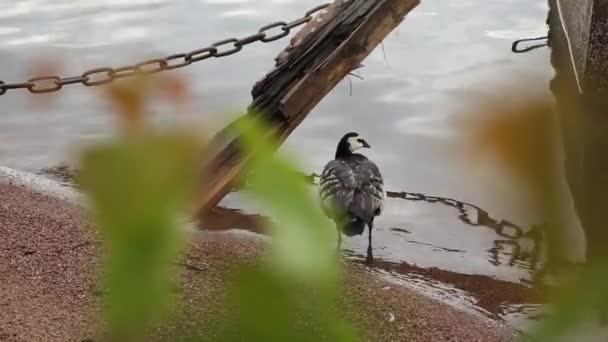 Water bird Great Cormorant with a broken paw stands on the sandy shore. — Stock Video