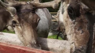 Geleneksel ahşap hayvan besleme yuvasına alanı.