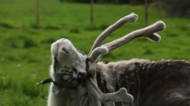 Dişi geyik siyah-kuyruk kendini toynak ile tırmalamak.