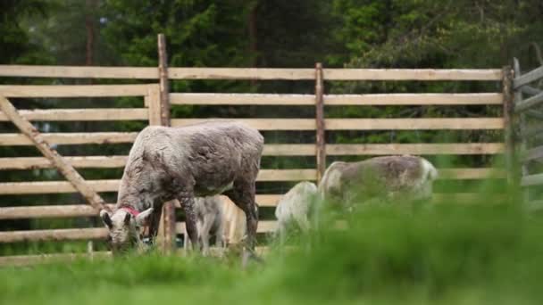 Kopf eines jungen süßen Rehs, das Gras frisst. — Stockvideo