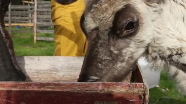 Traditionele houten dierlijke feeder in het veld. — Stockvideo