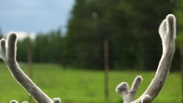 Großer Weißschwanz-Hirschbock in Nahaufnahme von Kopf und Schultern. — Stockvideo