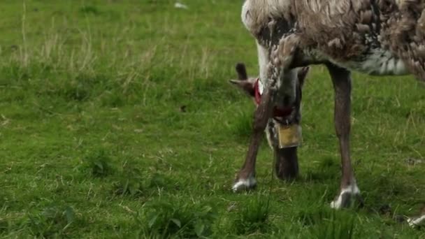 Hoofd van een jonge schattige fawn eten gras. — Stockvideo