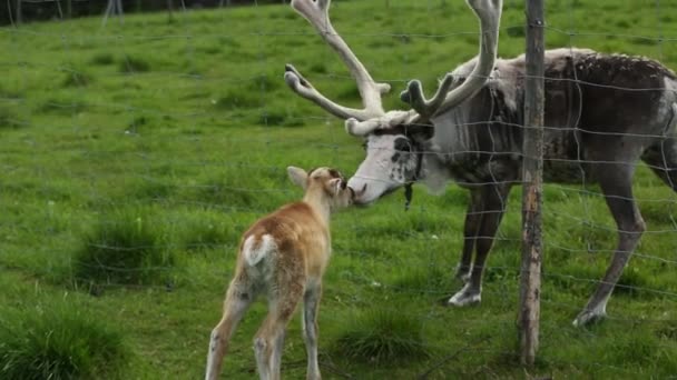 Cabeça de um jovem bonito fawn comer grama . — Vídeo de Stock