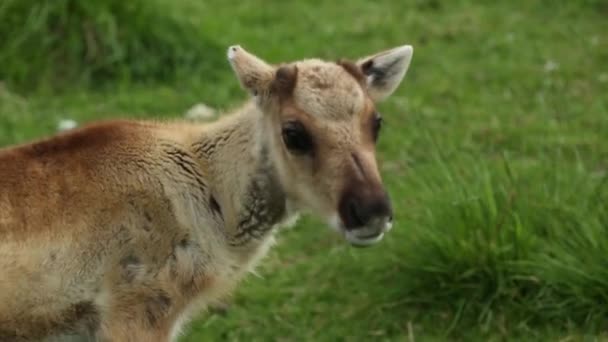 Head of a young cute fawn eating grass. — Stock Video