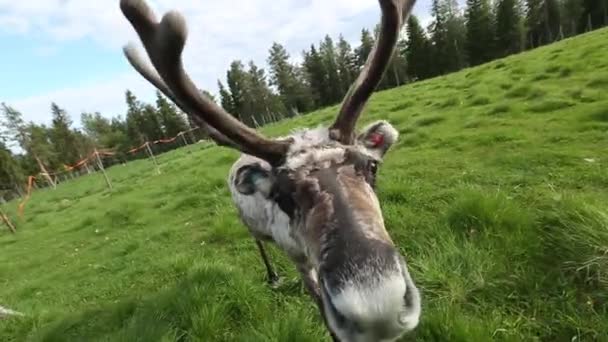 Egy fiatal aranyos őz eszik füvet vezetője. — Stock videók