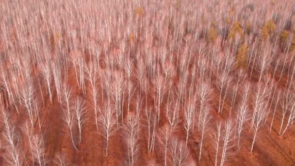 Vista aérea de la carretera de campo a través de campos y bosques en verano. Clip. Vista superior de la zona forestal con carretera. tonificación de color moderno — Vídeo de stock