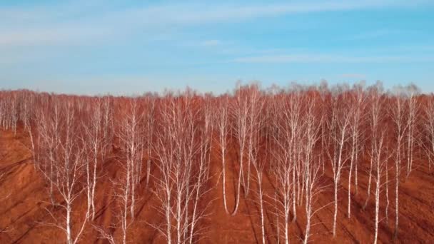 Vista aérea de la carretera de campo a través de campos y bosques en verano. Clip. Vista superior de la zona forestal con carretera. tonificación de color moderno — Vídeos de Stock