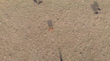 Havadan görünümü inekler ve gölgeler. Kuş bakışı sığır sürüsü. Drone uçuş kırsal mera üzerinde. Modern tarım izleme numaraları sığır.