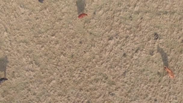 Havadan görünümü inekler ve gölgeler. Kuş bakışı sığır sürüsü. Drone uçuş kırsal mera üzerinde. Modern tarım izleme numaraları sığır. — Stok video