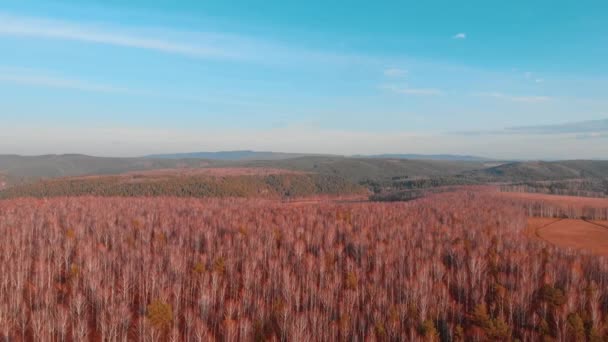 Letecký pohled shora na venkovské silnici přes pole a lesy v létě. Klip. Pohled shora lesní plochy se silnicí. moderní barevné tónování — Stock video